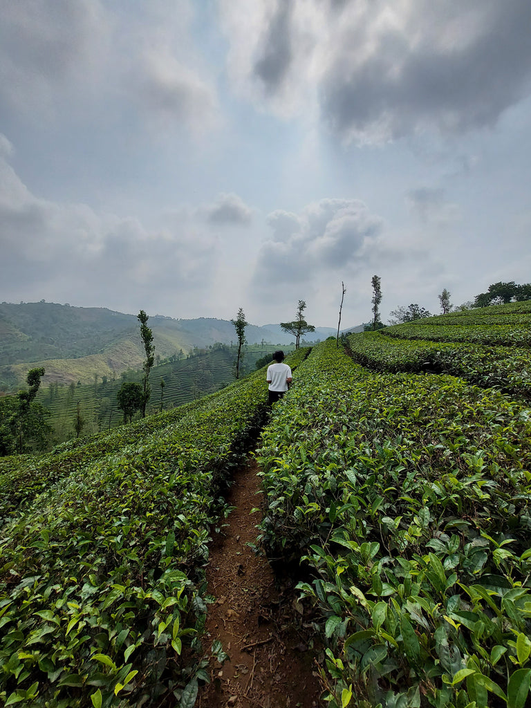 What is Baozhong tea "the wrapped" kind of Oolong tea?