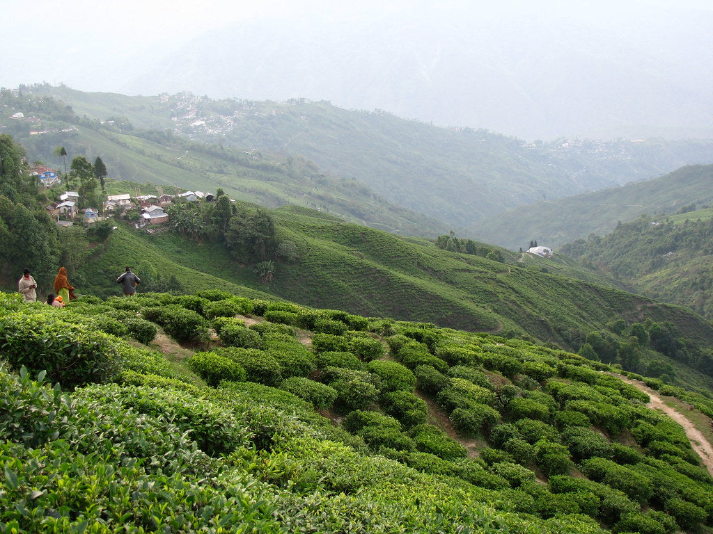 Your Ultimate Guide to Darjeeling tea, the Champaign of tea