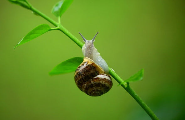 Bi Luo Chung Green Tea – Tiny Spring Snail Oolong Tea