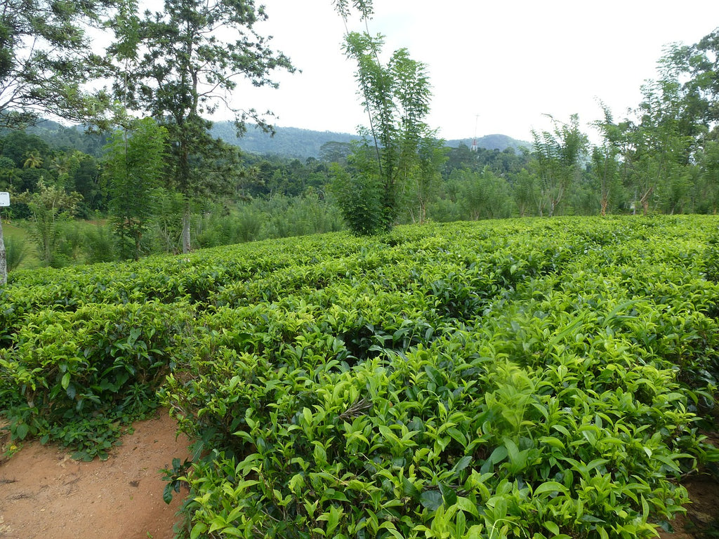 What is Ceylon tea?